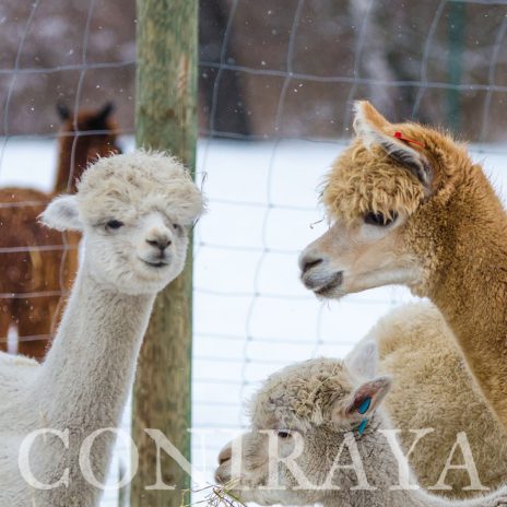 coniraya Alpaki zimową porą 5