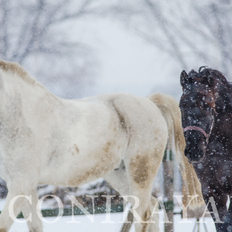 coniraya Konie zimową porą 1