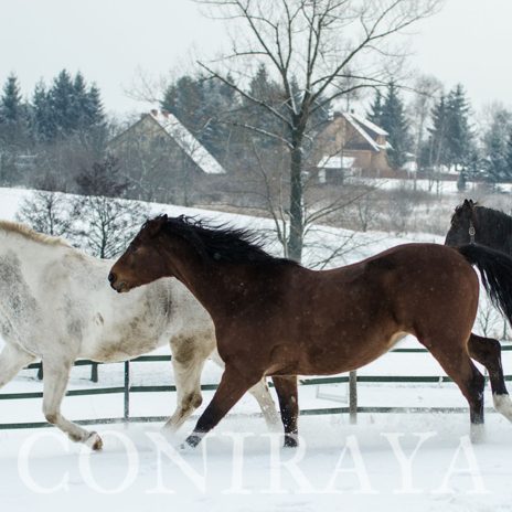 coniraya Konie zimową porą 2