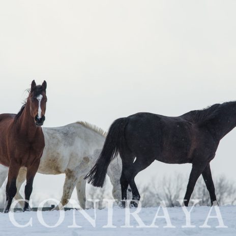 coniraya Konie zimową porą 3