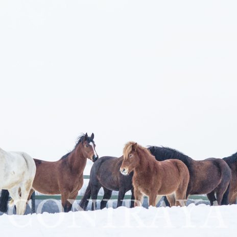 coniraya Konie zimową porą 5