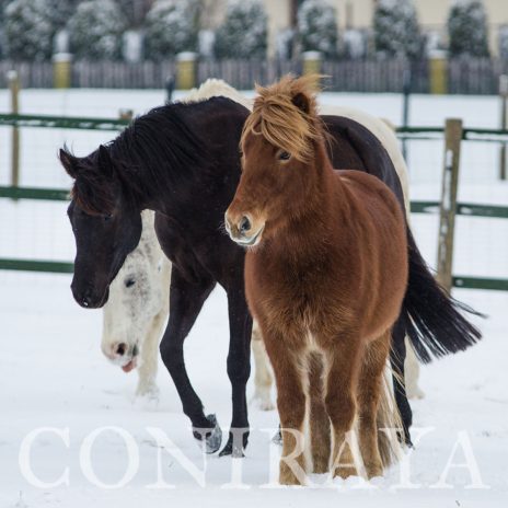coniraya Konie zimową porą 6