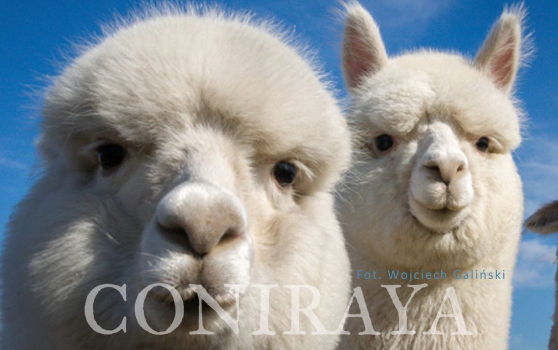 main image: Zwierzaki, które pomagają dzieciom