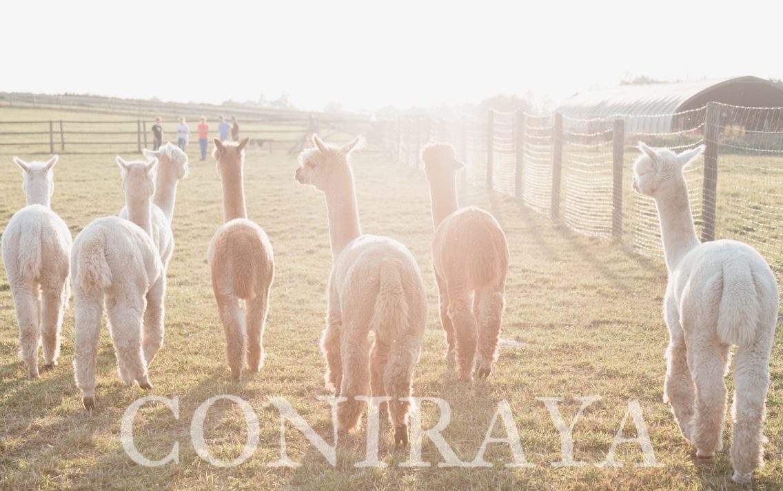 main image: Korzyści z hodowli alpak