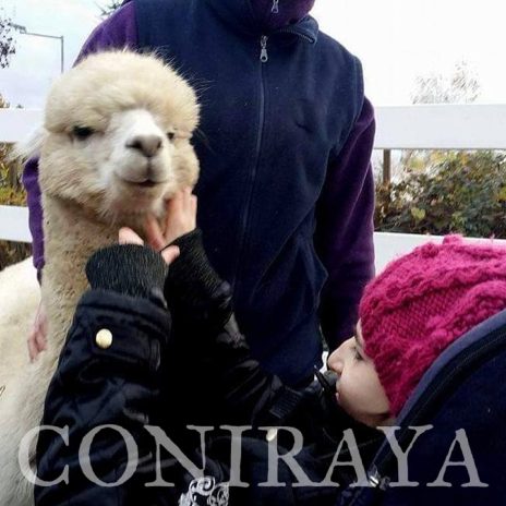 coniraya Korzyści z hodowli alpak 2