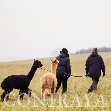 coniraya Korzyści z hodowli alpak 3