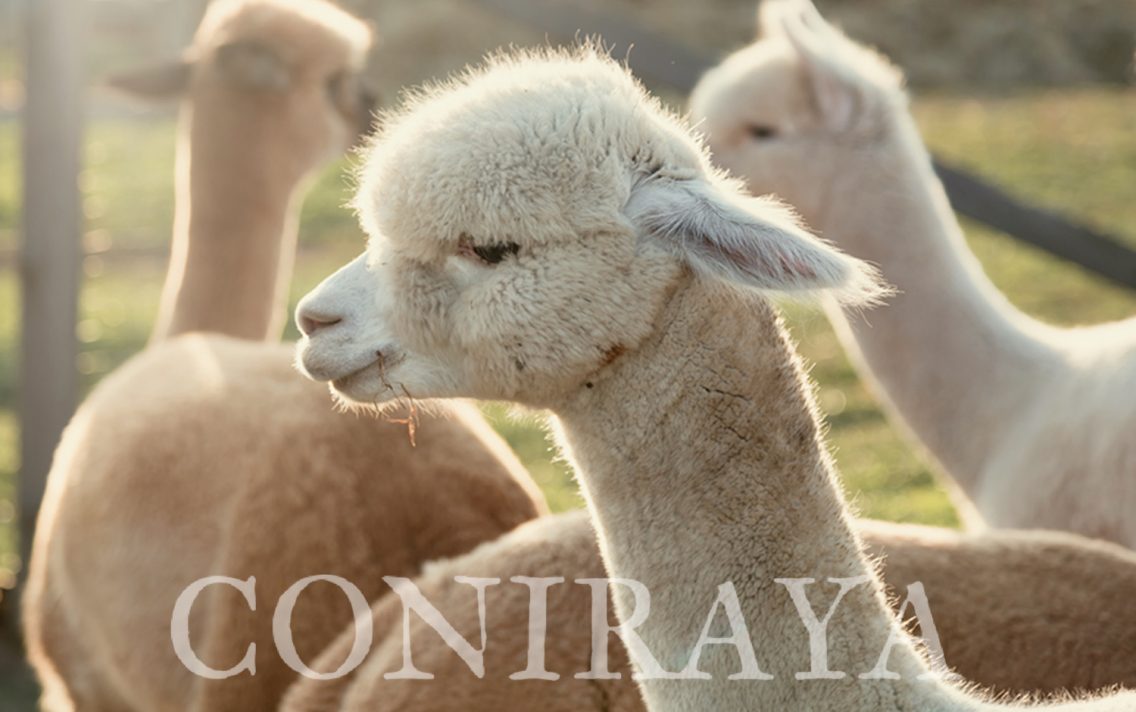 main image: Co potrafią alpaki?