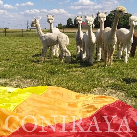 coniraya Alpakoterapia 1