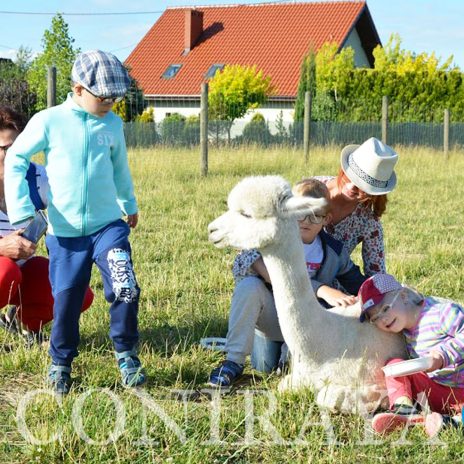 coniraya Alpakoterapia 2