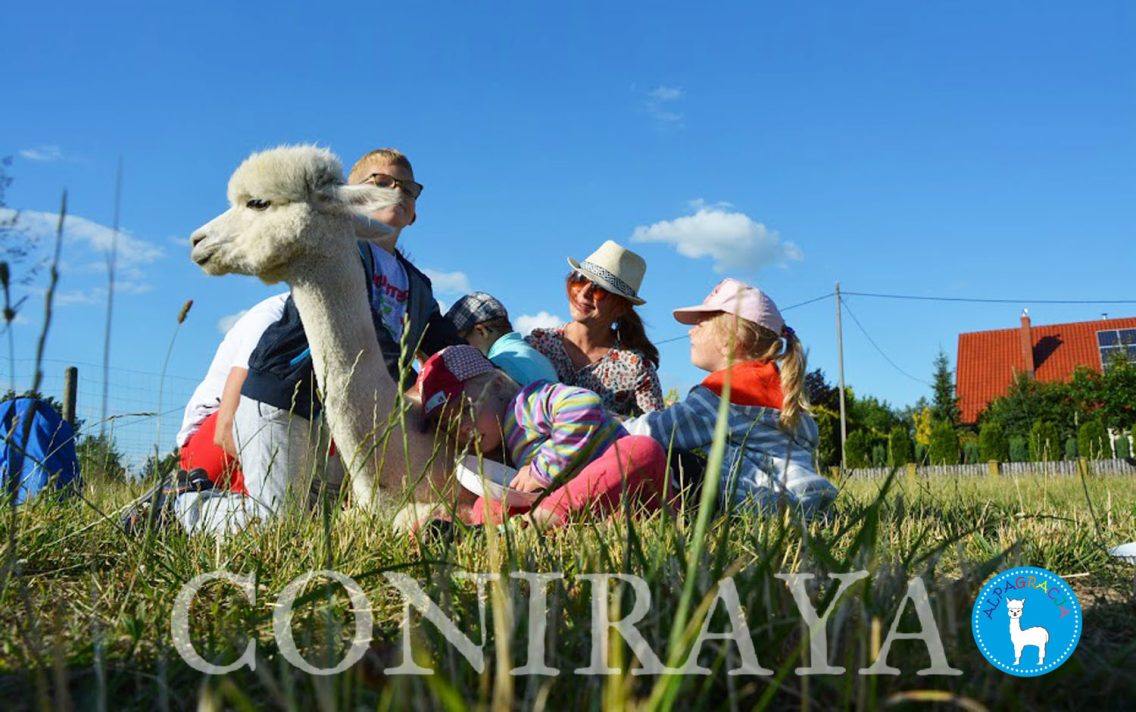 main image: Alpakoterapia