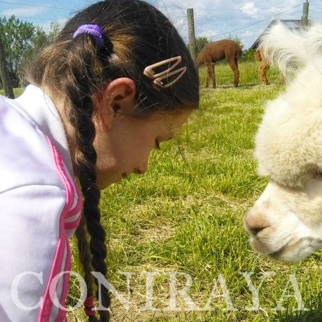 coniraya Alpakoterapia 5