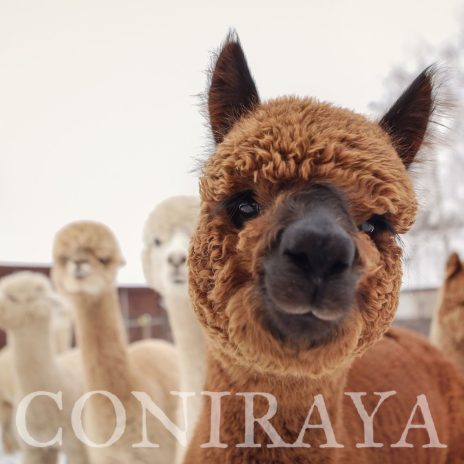 coniraya Alpaki zimową porą 1