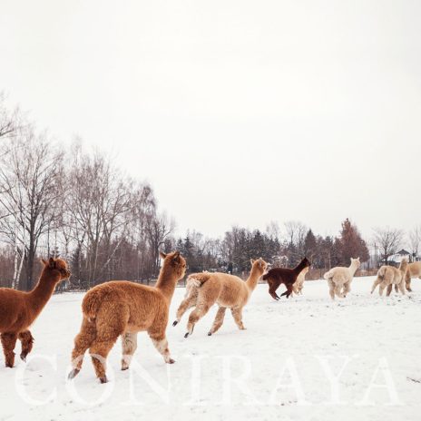 coniraya Alpaki zimową porą 3