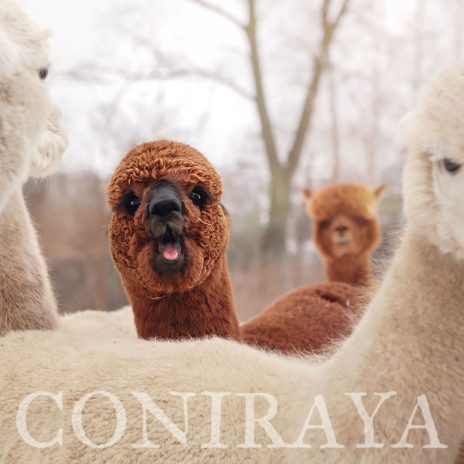 coniraya Alpaki zimową porą 4
