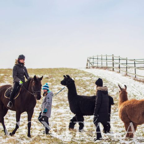 coniraya Spacer z lamami 1