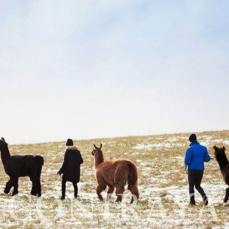 coniraya Spacer z lamami 2