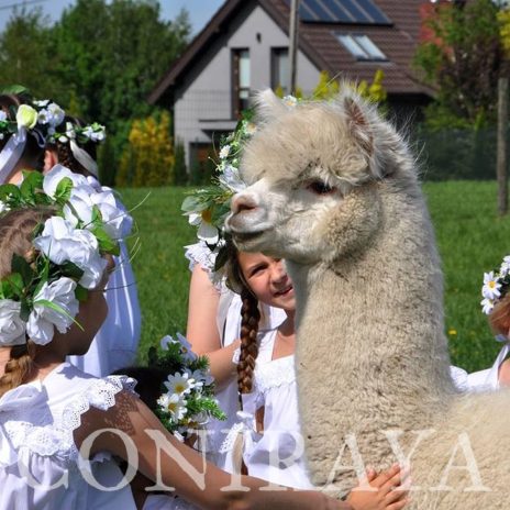 coniraya Chór Bez Batuty 4