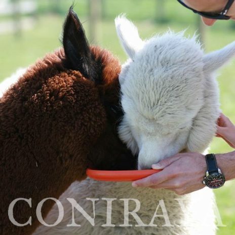 coniraya Majówka 10