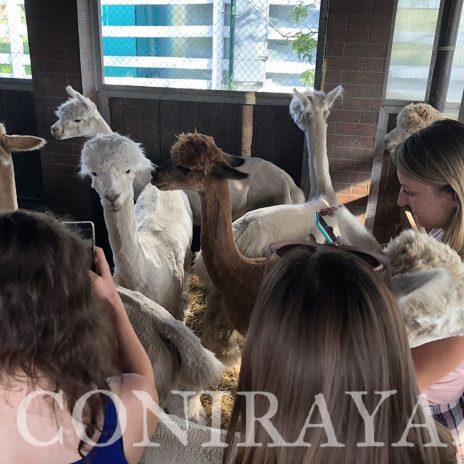 coniraya Ćwiczenie terenowe 1