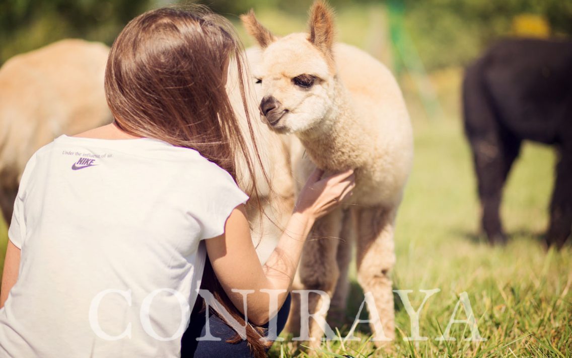 main image: Alpakoterapia dla przepracowanych