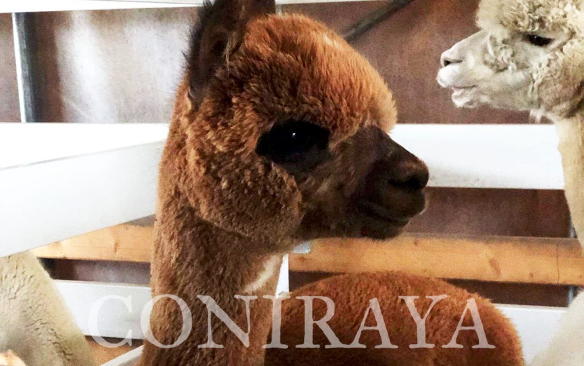 main image: Camelidynamics III edycja