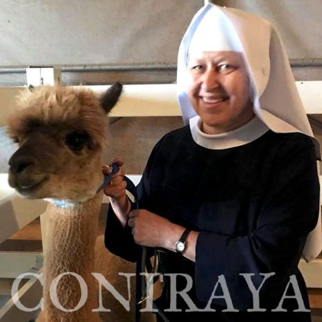 coniraya Camelidynamics III edycja 8