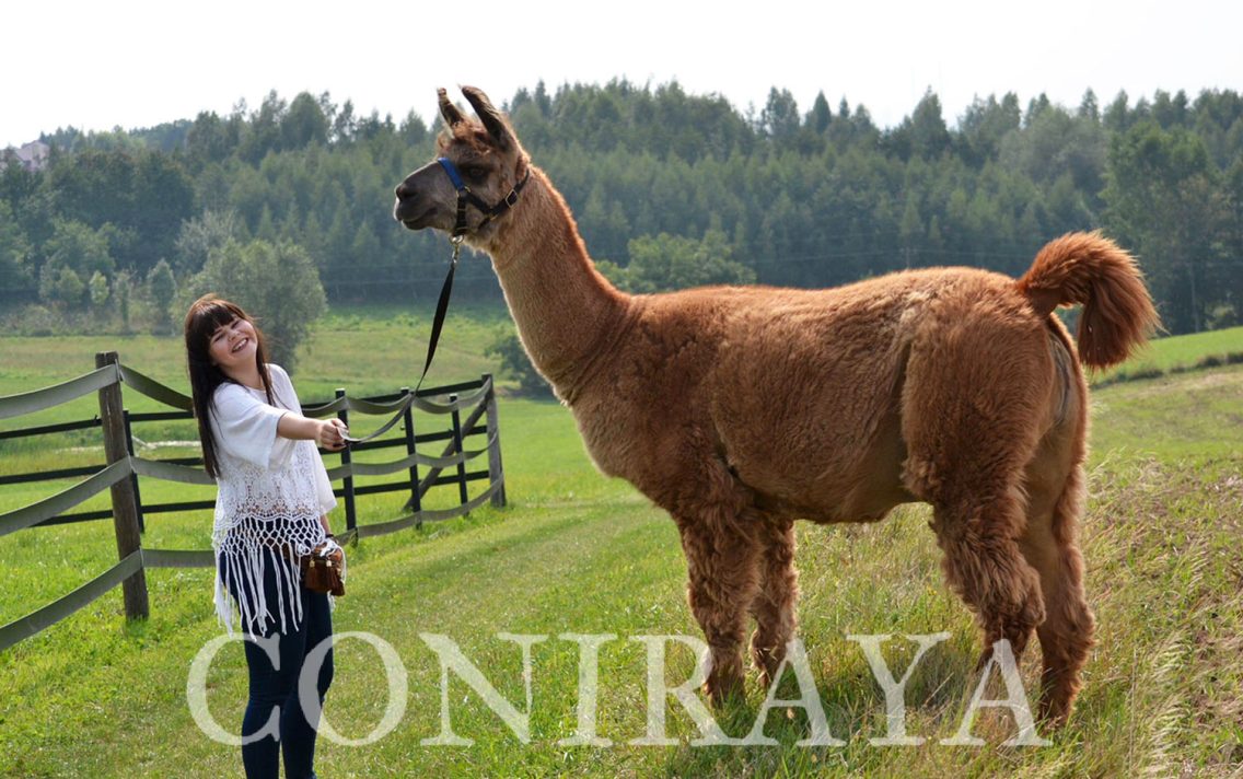 main image: Spotkanie Psychologów Zwierząt SWPS