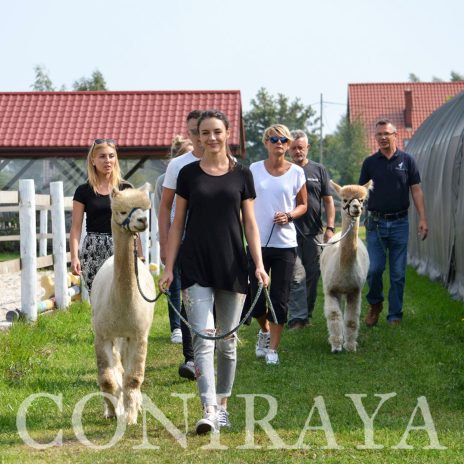 coniraya Spotkanie Psychologów Zwierząt SWPS 8