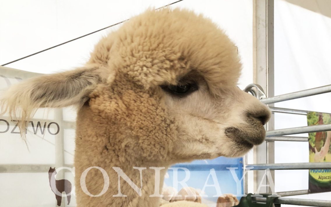 main image: Targi Rolne Agro Pomerania