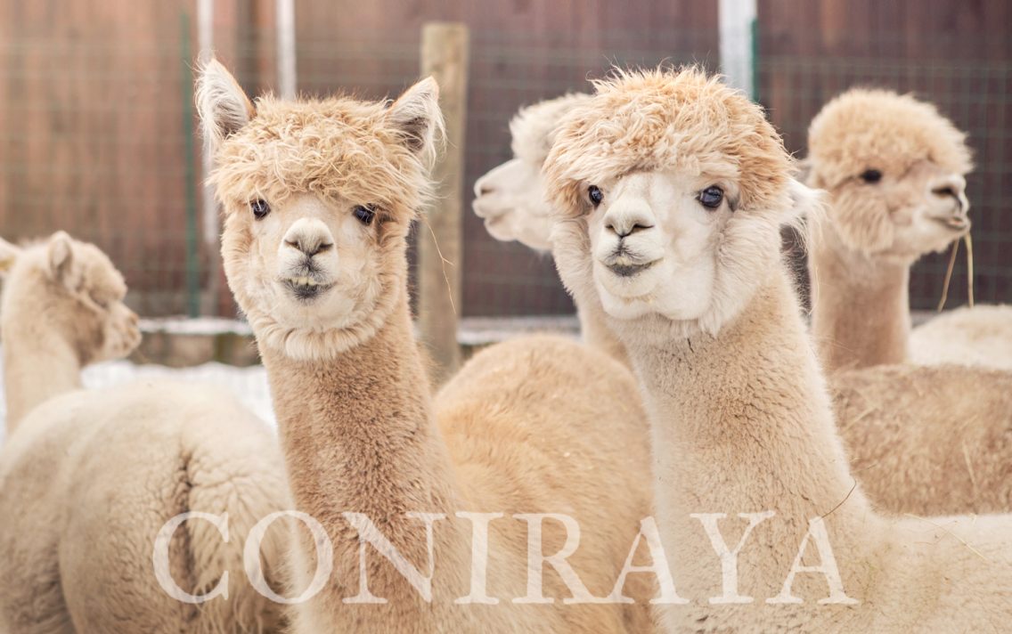 main image: Alpaki urocze zwierzaki