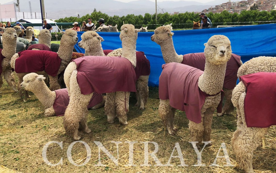 main image: Alpaca Fiesta 2018