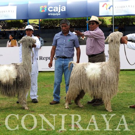 coniraya Alpaca Fiesta 2018 2