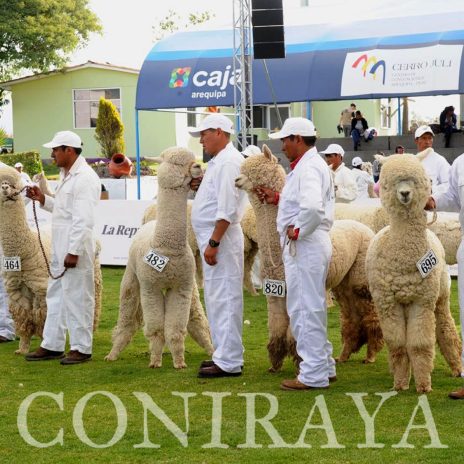 coniraya Alpaca Fiesta 2018 3