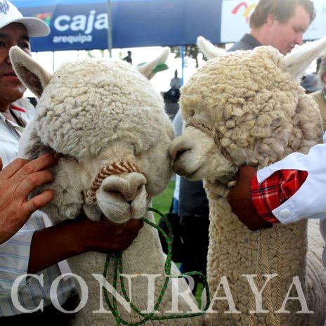 coniraya Alpaca Fiesta 2018 5