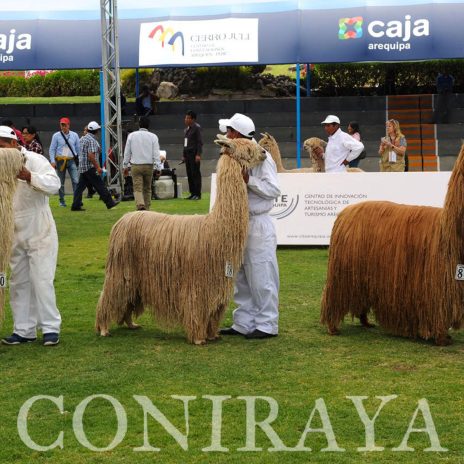 coniraya Alpaca Fiesta 2018 6