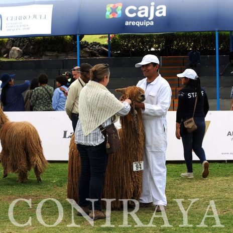 coniraya Alpaca Fiesta 2018 7