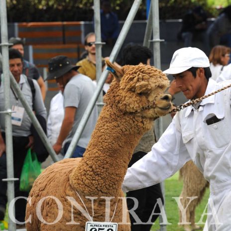 coniraya Alpaca Fiesta 2018 8