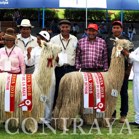 coniraya Alpaca Fiesta 2018 9