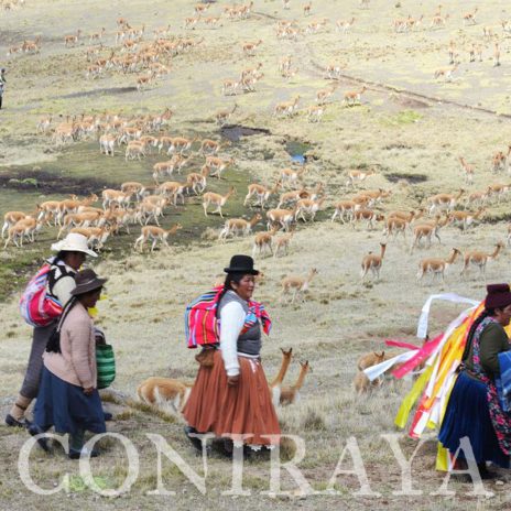 coniraya Vicuna Chaccu 2
