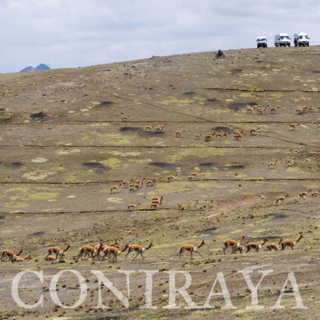 coniraya Vicuna Chaccu 3