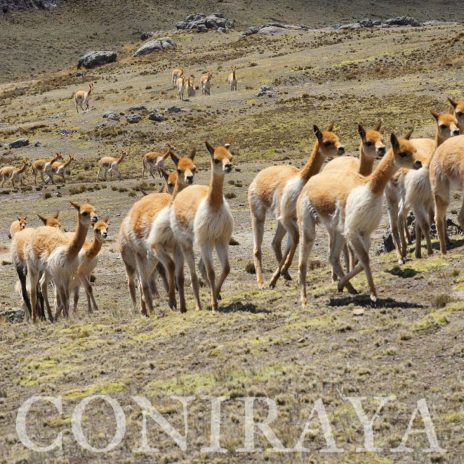 coniraya Vicuna Chaccu 4
