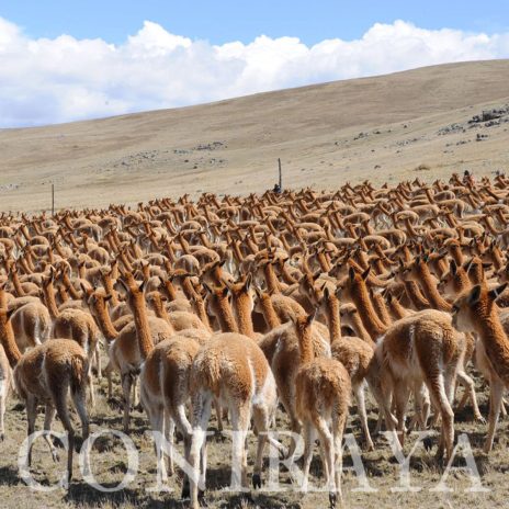 coniraya Vicuna Chaccu 5