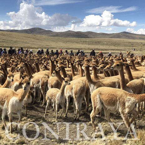 coniraya Vicuna Chaccu 6