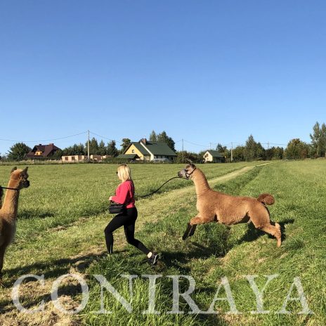 coniraya Camelidynamics 10