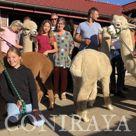 coniraya Camelidynamics 11