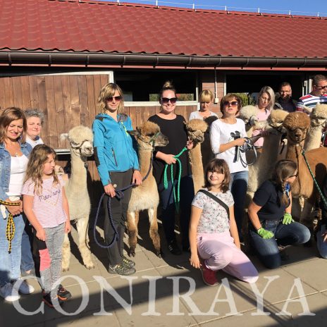 coniraya Camelidynamics 12