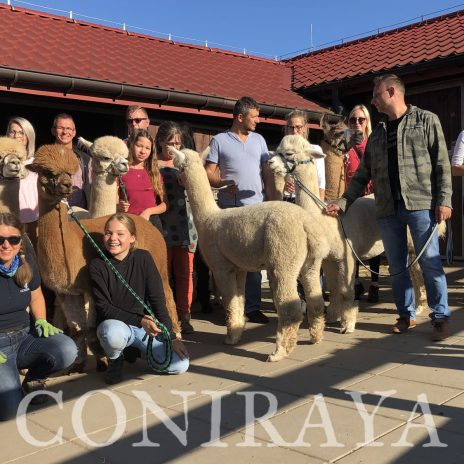 coniraya Camelidynamics 13