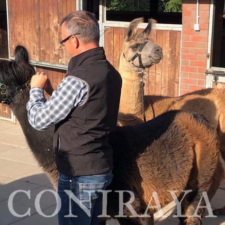 coniraya Camelidynamics 2