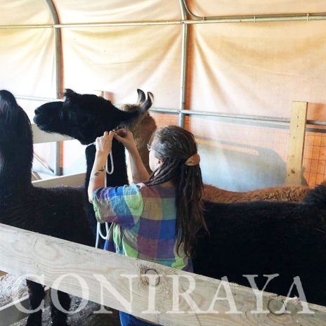 coniraya Camelidynamics 4