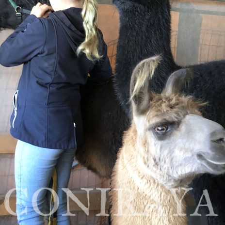 coniraya Camelidynamics 5